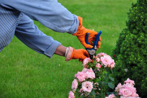 Tidy hedge trimming in Hackbridge improving kerb appeal and garden appearance